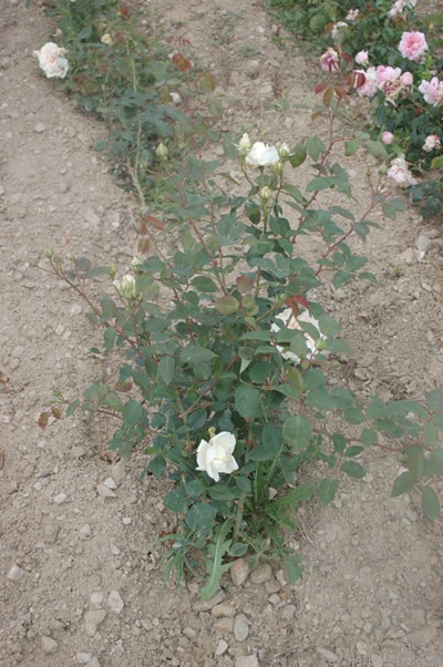 'Comte de Torres' rose photo