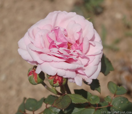 'Florence Ducher ®' rose photo