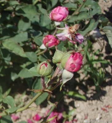 'Madame Létuvé de Colnet (Bourbon, Vigneron, 1887)' rose, click to enlarge 'Madame Létuvé de Colnet (Bourbon, Vigneron, 1887)' rose photo