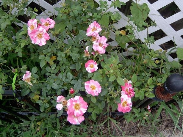 'GIL-07-01' rose photo