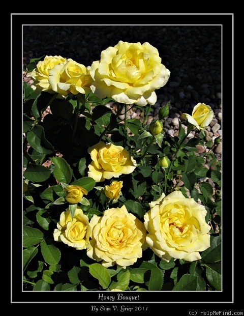 'Honey Bouquet' rose photo