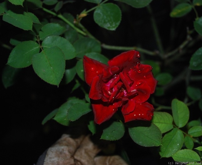 'Midnight (hybrid tea, Bailey 1999)' rose photo