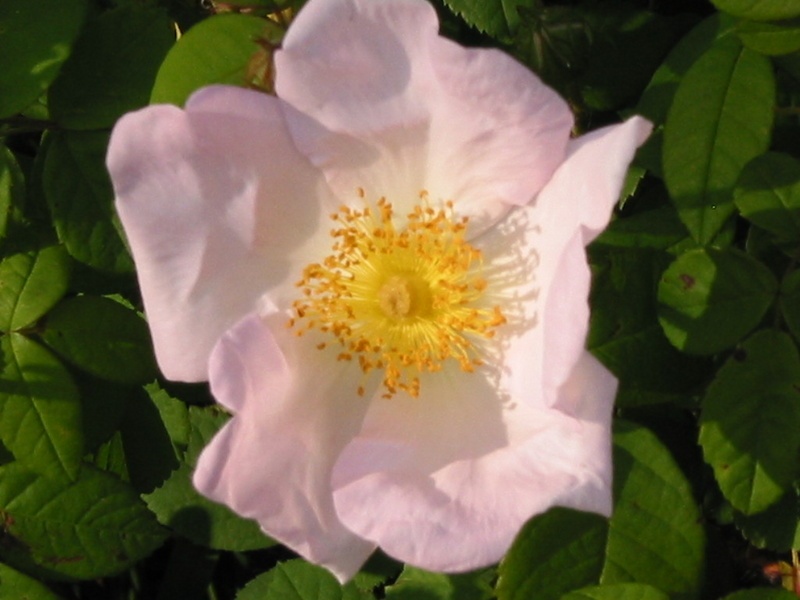 '<i>Rosa sancta</i> Richard, not Andrews' rose photo