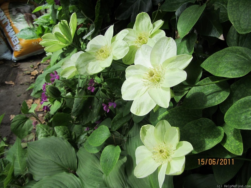 'Guernsey Cream' clematis photo