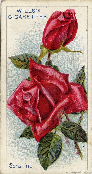 'Corallina (tea, Paul, 1900)' rose photo
