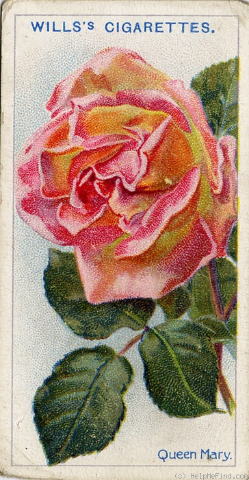 'Queen Mary (hybrid tea, Dickson 1913)' rose photo