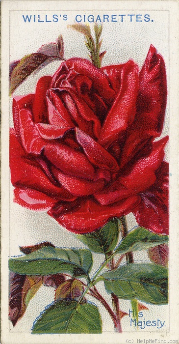 'His Majesty' rose photo