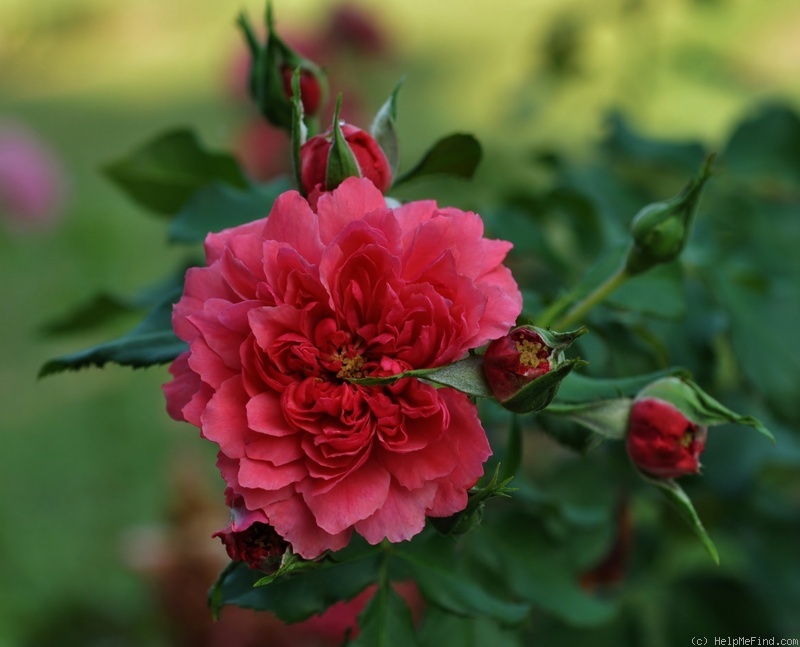'Rosarium Uetersen' rose photo