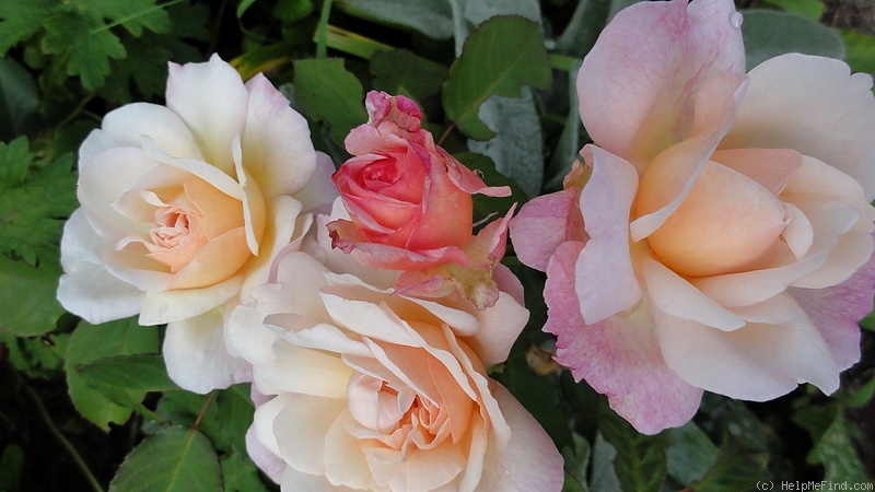 'Gruss an Aachen (Hybrid Tea, Hinner 1909)' rose photo