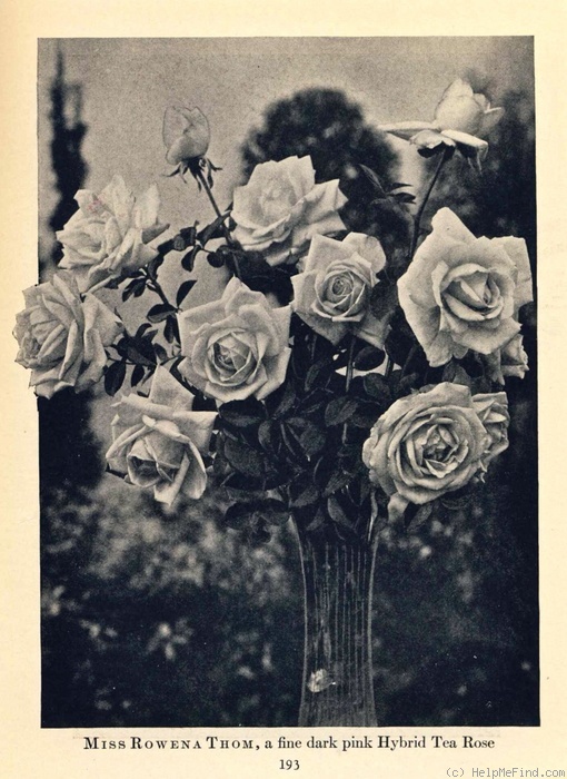 'Miss Rowena Thom' rose photo
