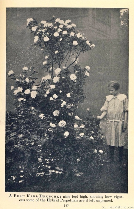 'Frau Karl Druschki (Hybrid Perpetual, Lambert, 1895/1901)' rose photo
