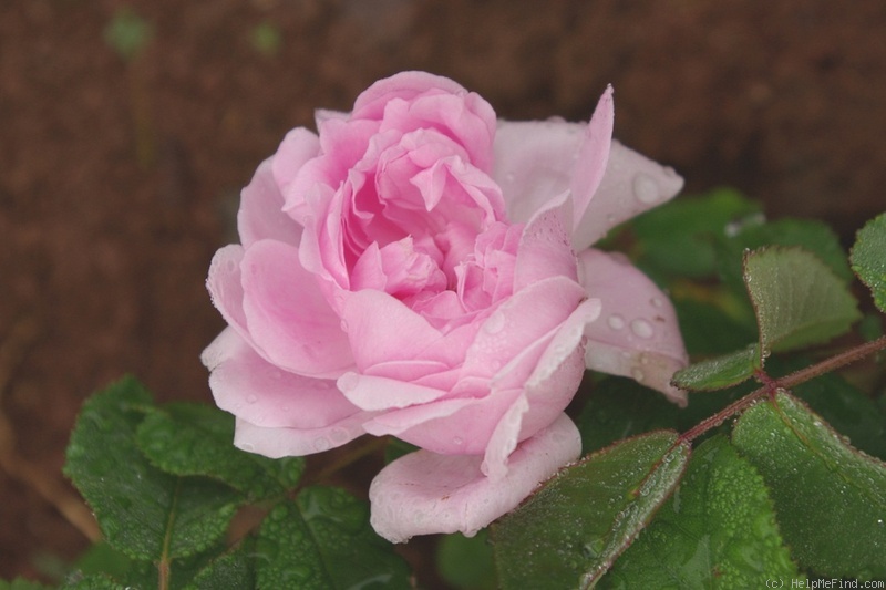'Robert perpétuel' rose photo