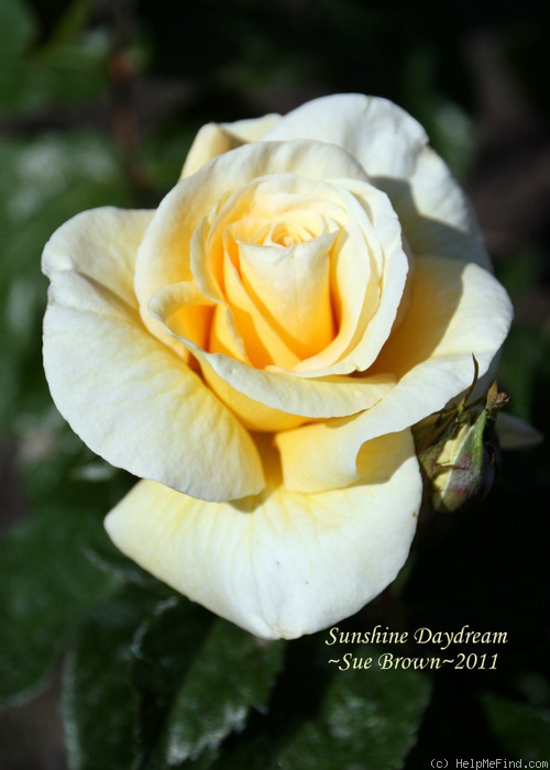 'Sunshine Daydream' rose photo