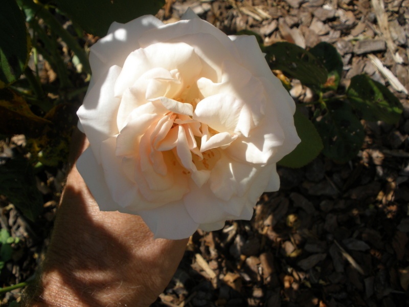 'Prince Jardinier ®' rose photo