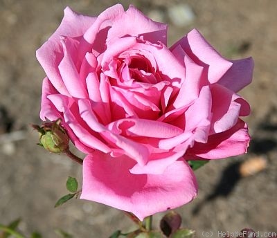 'Widgee Didgee' rose photo