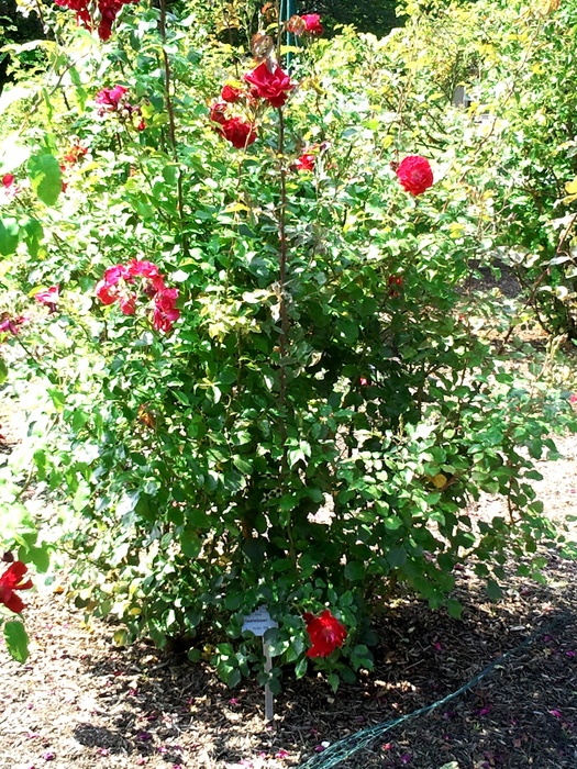 'Saarbrücken' rose photo