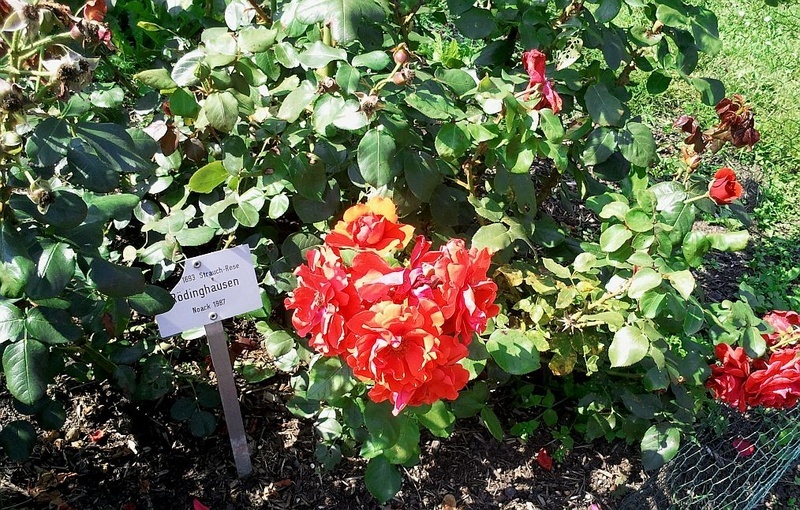 'Rödinghausen ®' rose photo