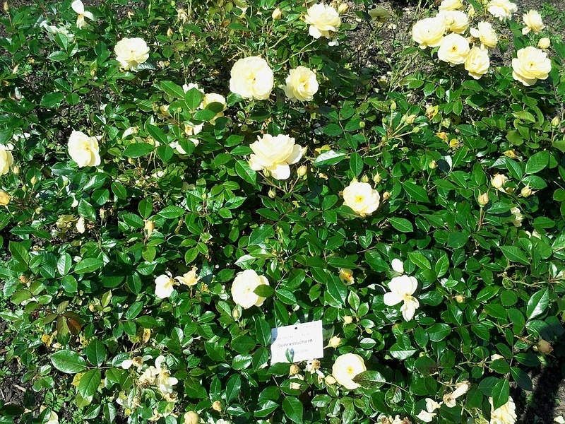 Роза зонненширм фото и описание