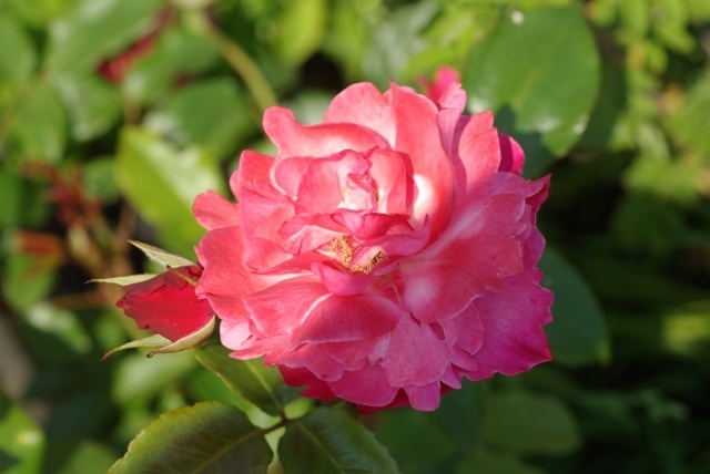 'Dolly (floribunda, Berger, 1959)' rose photo
