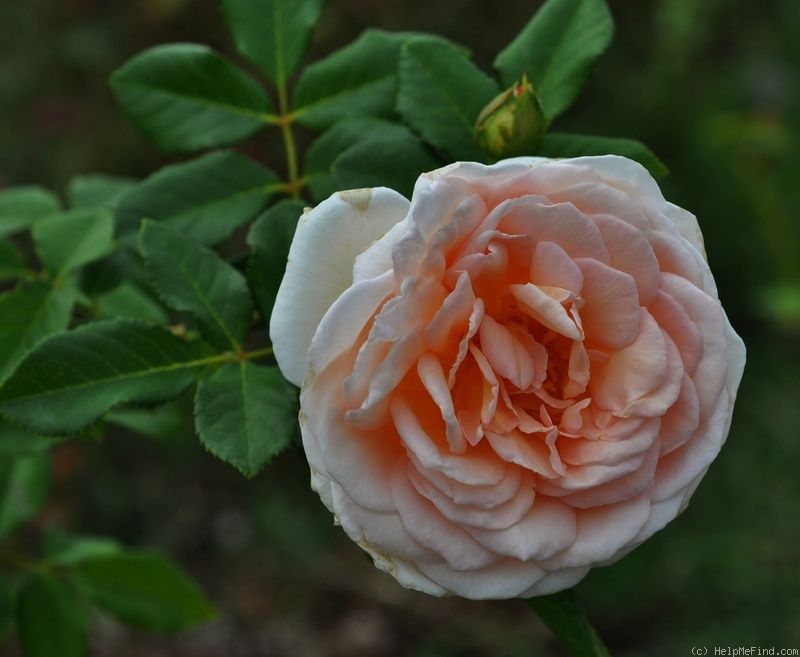 'Oshun' rose photo