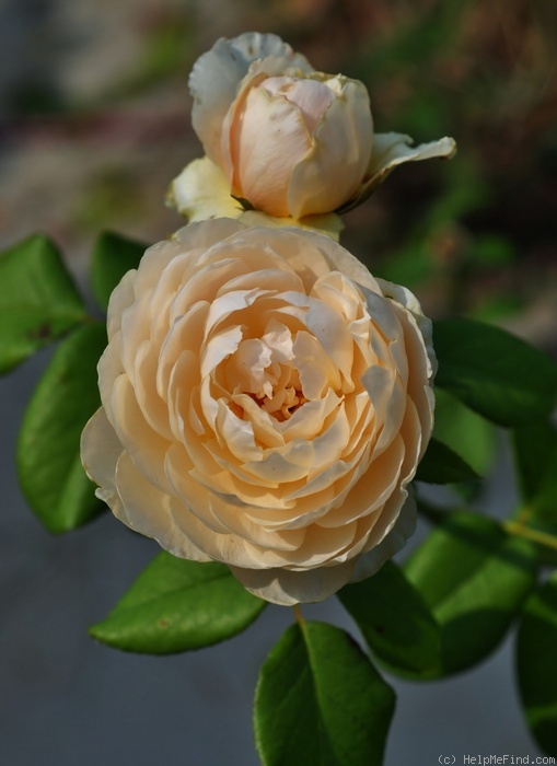 'Windermere (shrub, Austin, 2007)' rose photo