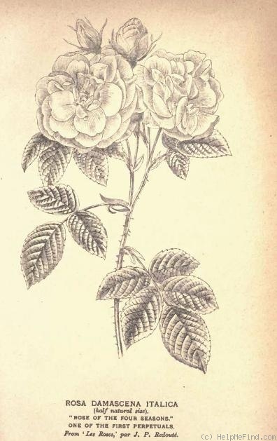 '<i>Rosa damascena italica</i> Thory' rose photo