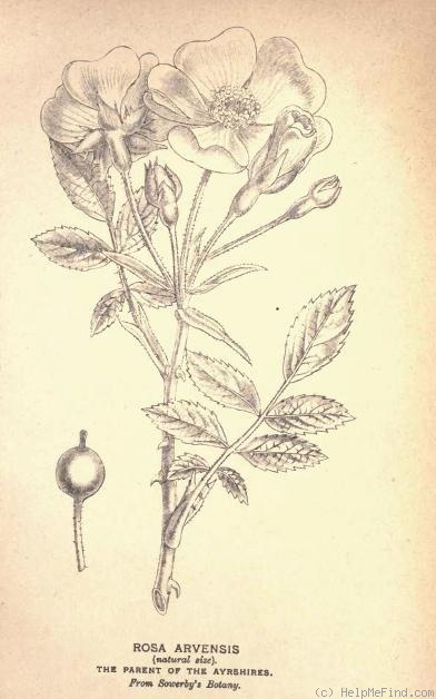 '<i>R. arvensis</i> Huds.' rose photo
