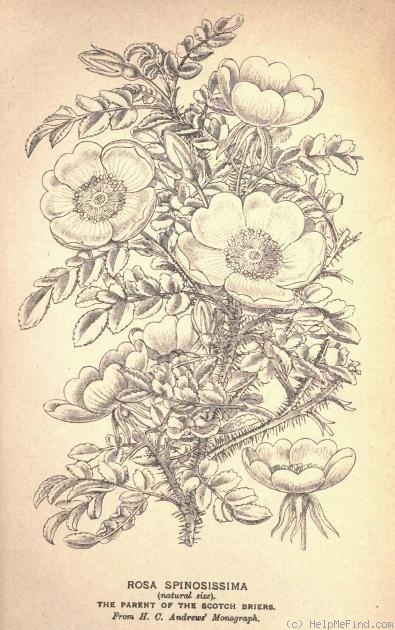 '<i>Rosa spinosissima</i>' rose photo