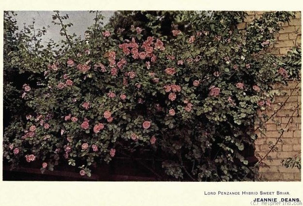'Jeannie Deans (hybrid rubiginosa, Penzance, 1895)' rose photo