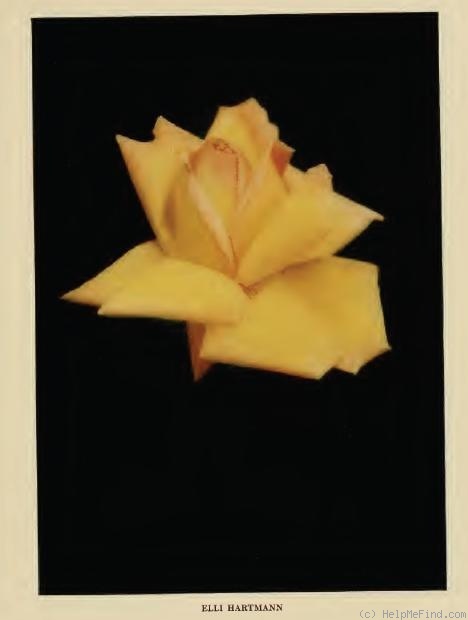 'Elli Hartmann' rose photo