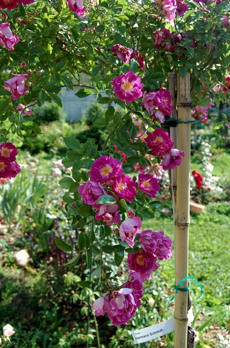 'Hermann Schmidt' rose photo
