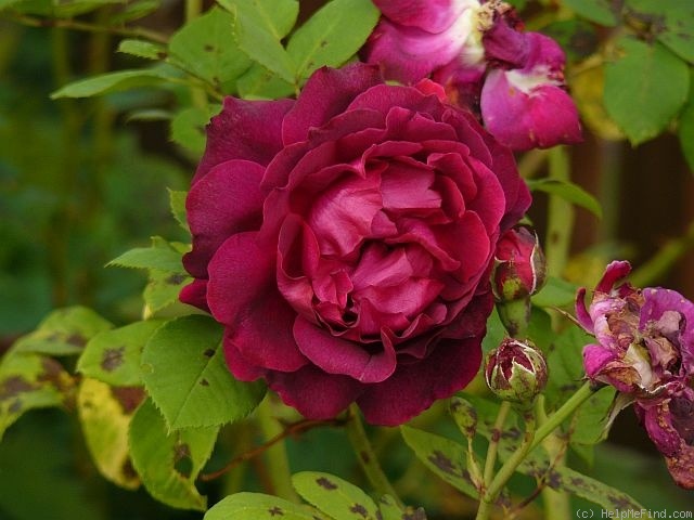 'Alfred Colomb (Hybrid Perpetual, Lacharme, 1865)' rose photo