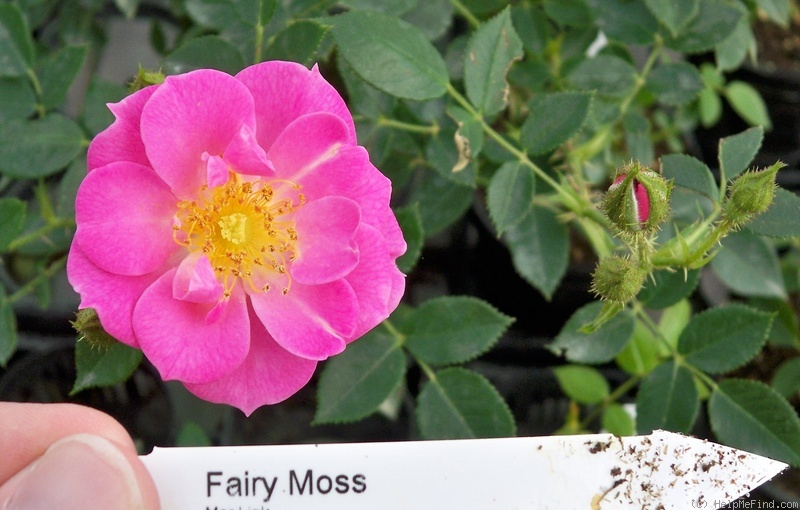 'Fairy Moss' rose photo