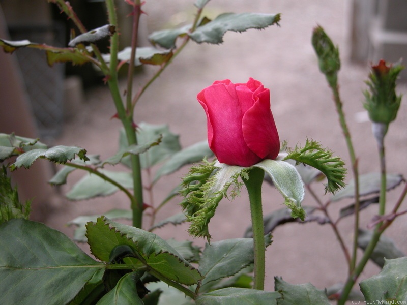 'C 09' rose photo