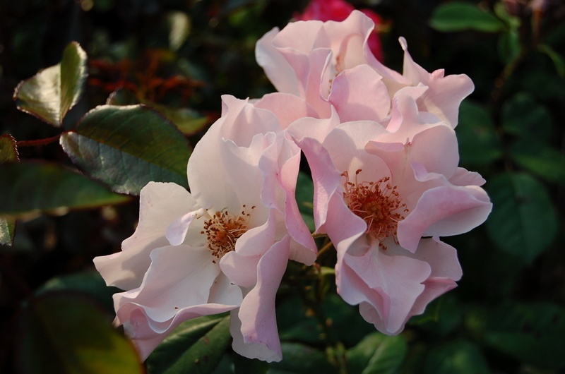 'Sharon's Love' rose photo