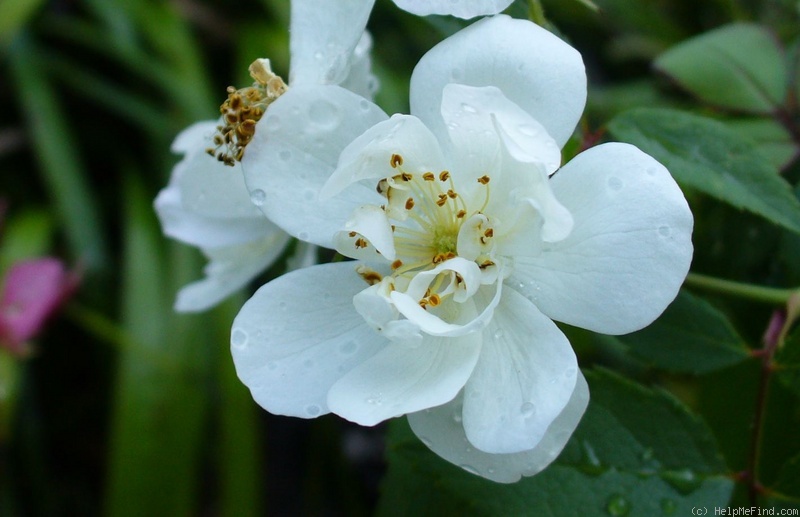 'P.S. I Love You (hybrid musk, Orent before 2007)' rose photo