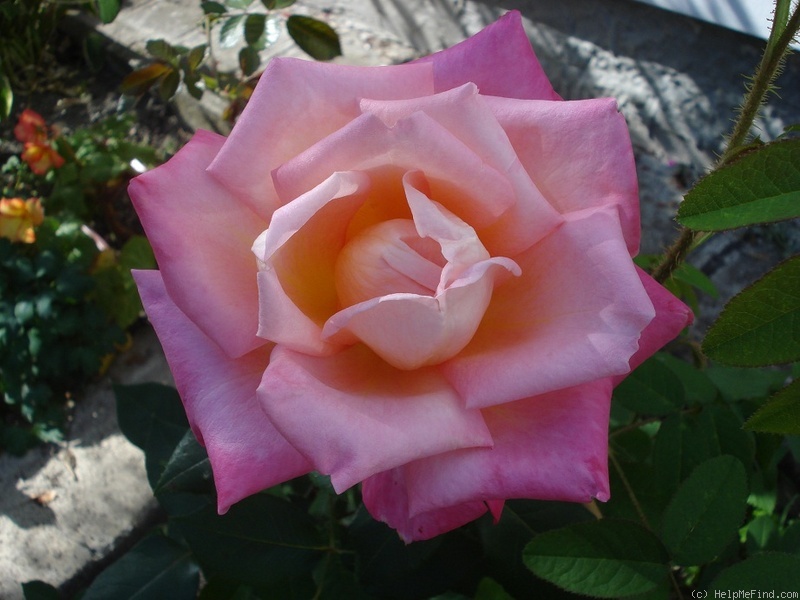 'Jubileum 110' rose photo