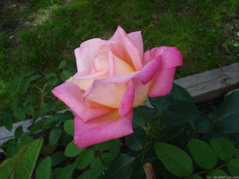 'Jubileum 110' rose photo