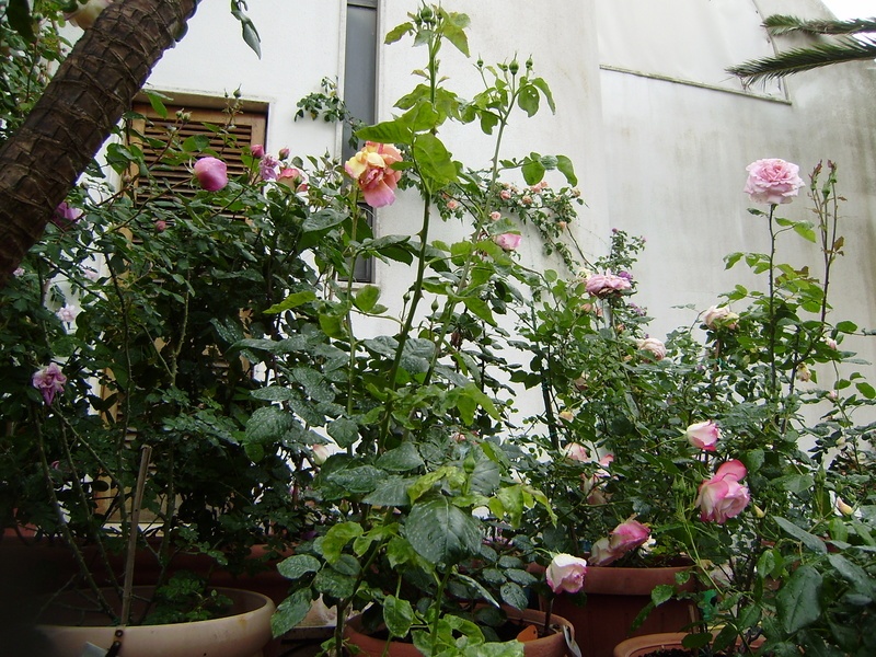 'Renzo garden'  photo