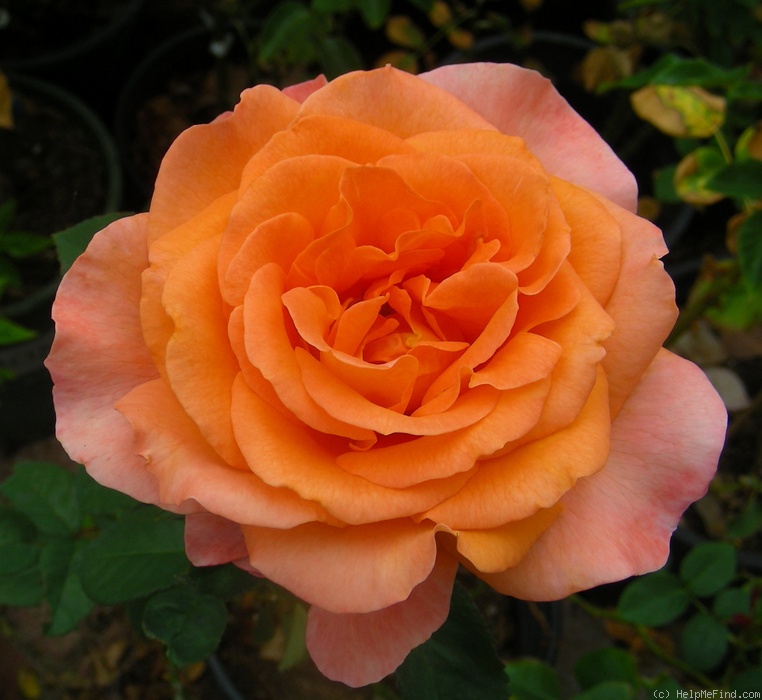 'Tea Time (hybrid tea, Evers/Tantau, 1994)' rose photo