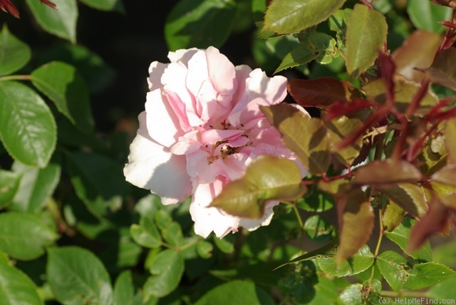 'FRYracy' rose photo