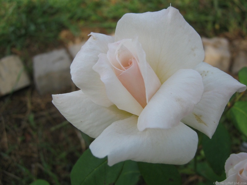 'Edina (hybrid tea, Dobbie, 1934)' rose photo