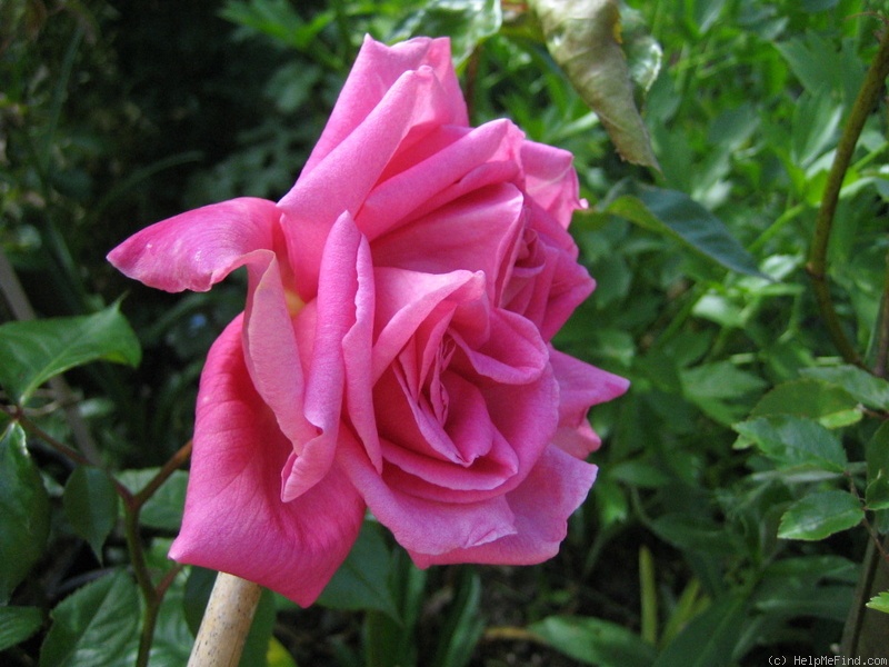 'Freiherr von Marschall' rose photo