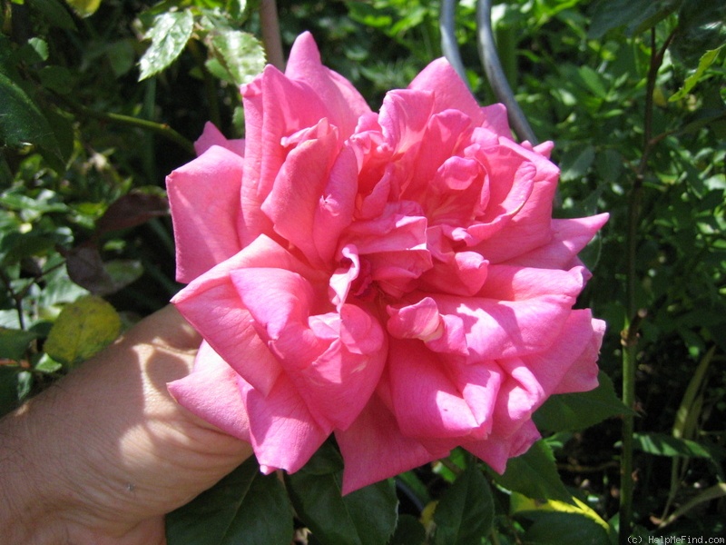 'Freiherr von Marschall' rose photo