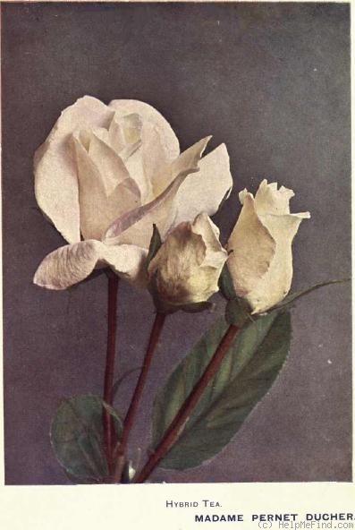 'Madame Pernet-Ducher' rose photo