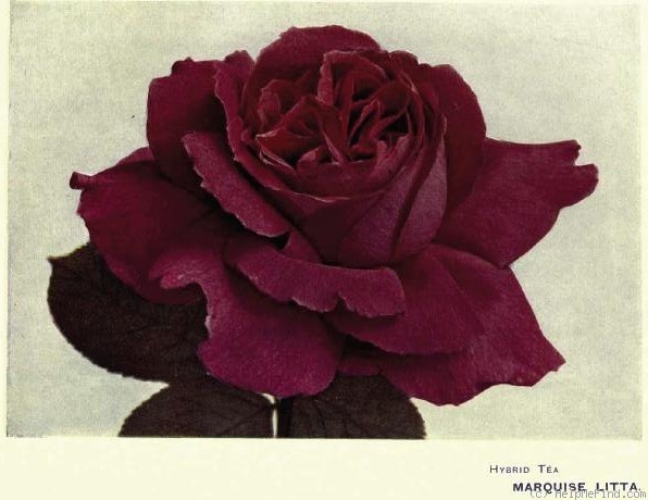 'Marquise Litta' rose photo