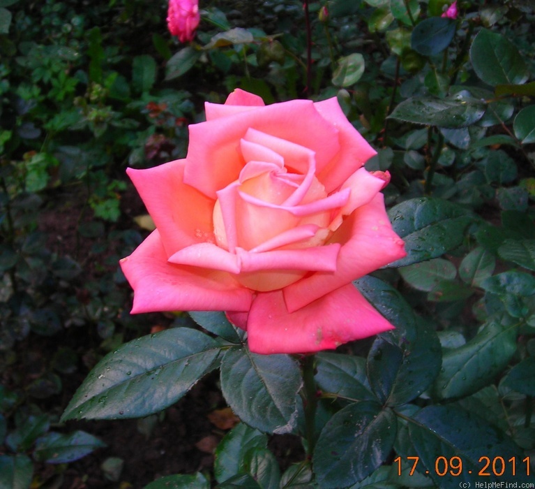 'Eclat de Haute Bretagne ®' rose photo