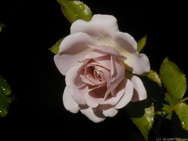 'Silver Cloud (Floribunda, Moore, 1990)' rose photo