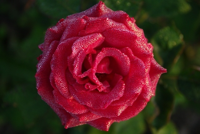 'JACXLAV' rose photo