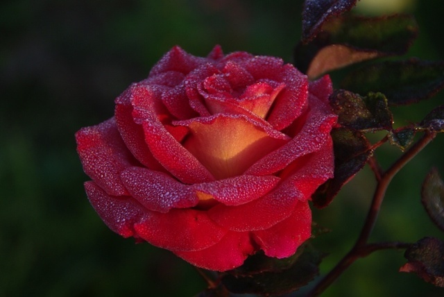 'JACXLAV' rose photo